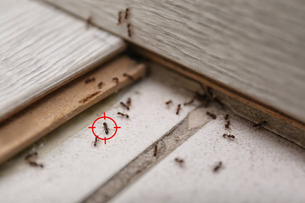 Best Wasp Removal Services  in Middleport, OH